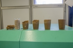 Nachdem Martin Althoff das Mengenverhältnis von Bagasse und Biopolymer optimiert hat, sind daraus per Spritzgießverfahren recycelbare Becher entstanden. (Foto: FH Münster/Frederik Tebbe)